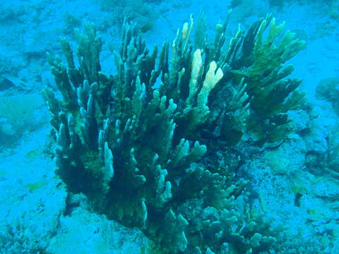 Image of Fire coral