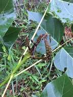 Image of Erythrina arborescens Roxb.