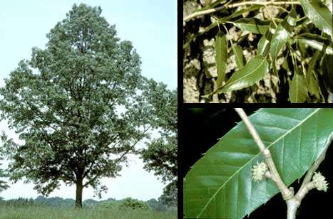 Image of Saw-tooth Oak