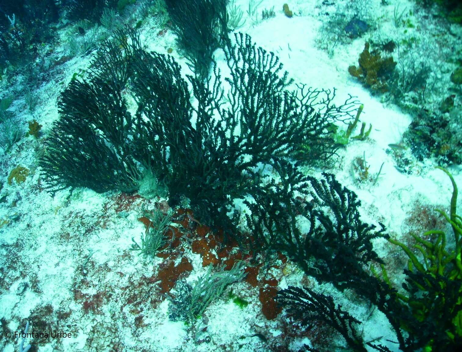 Image of Black Sea fan