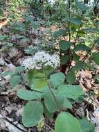 Image of Spiraea corymbosa