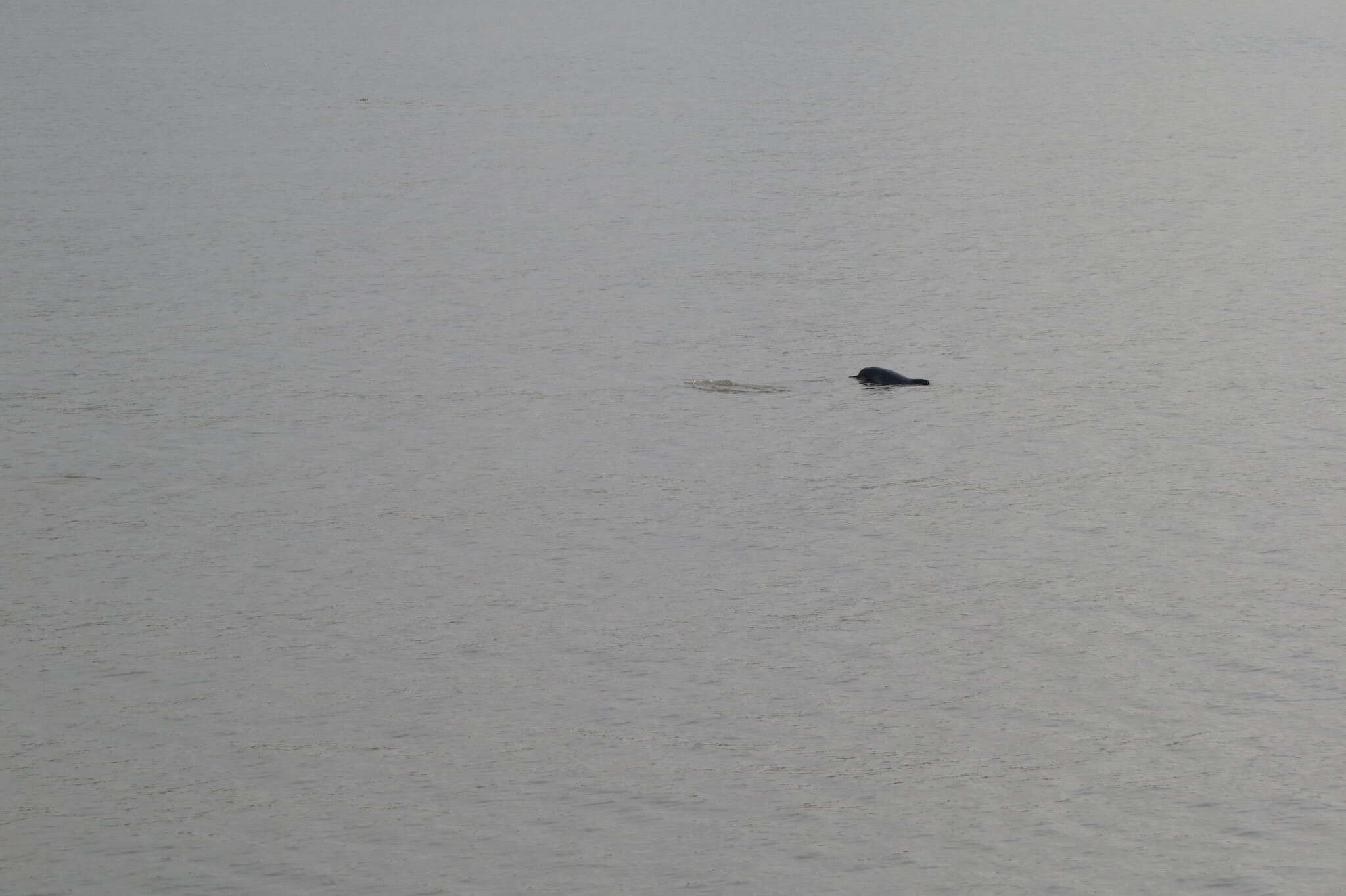 Image of Amazon River Dolphin