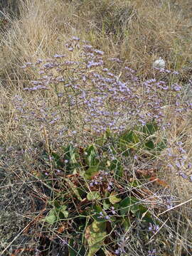 Limonium narbonense Miller resmi