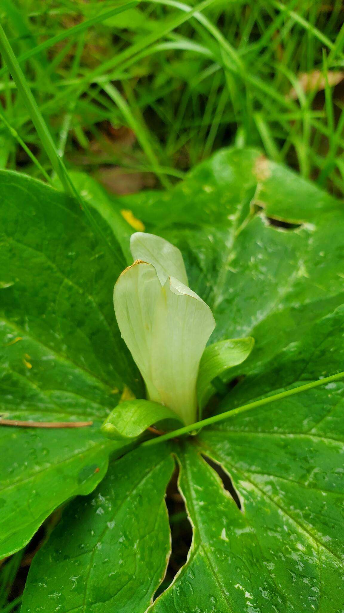 صورة Trillium albidum subsp. parviflorum (V. G. Soukup) K. L. Chambers & S. C. Meyers