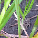 Image of Plains Leopard Frog