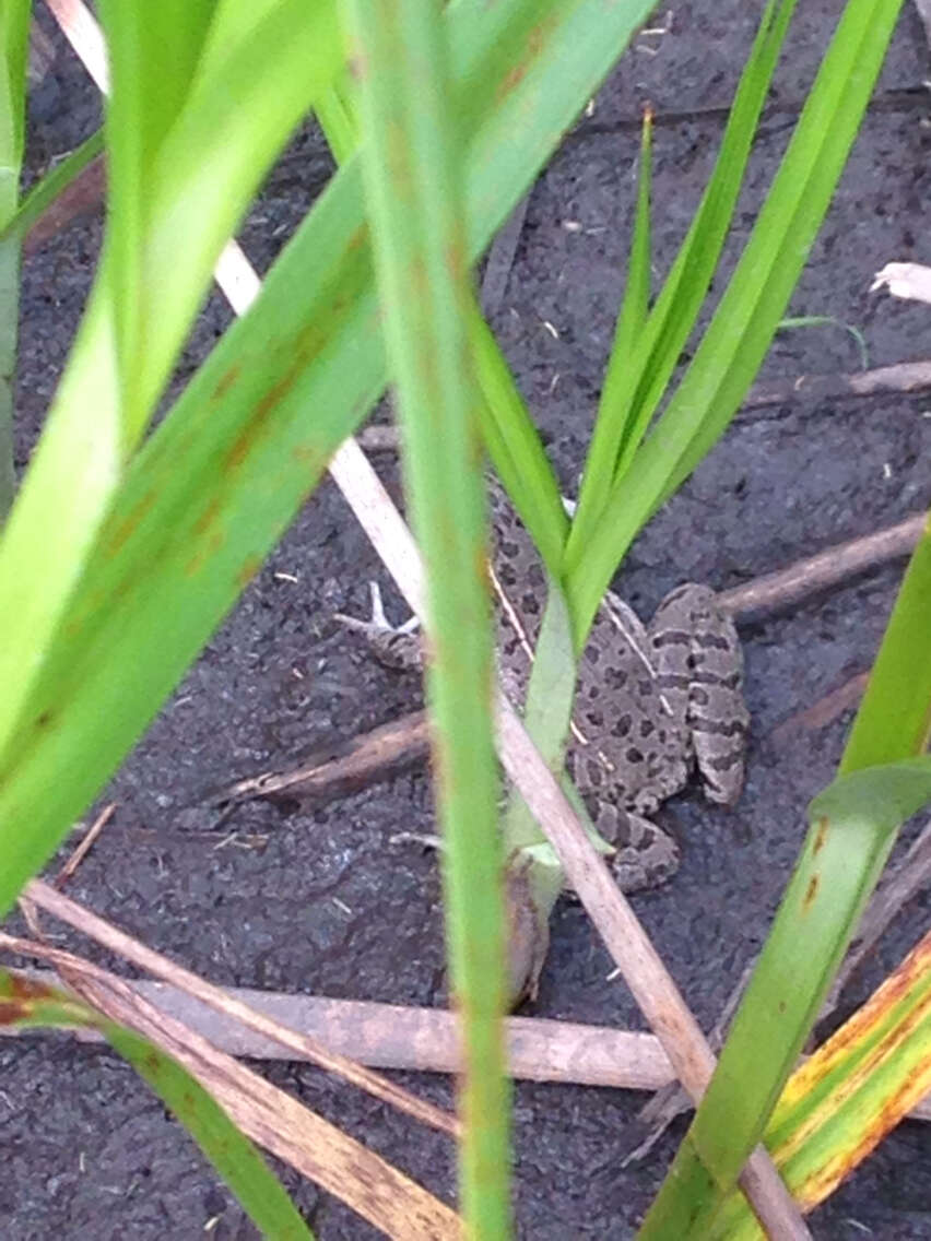 Image of Plains Leopard Frog