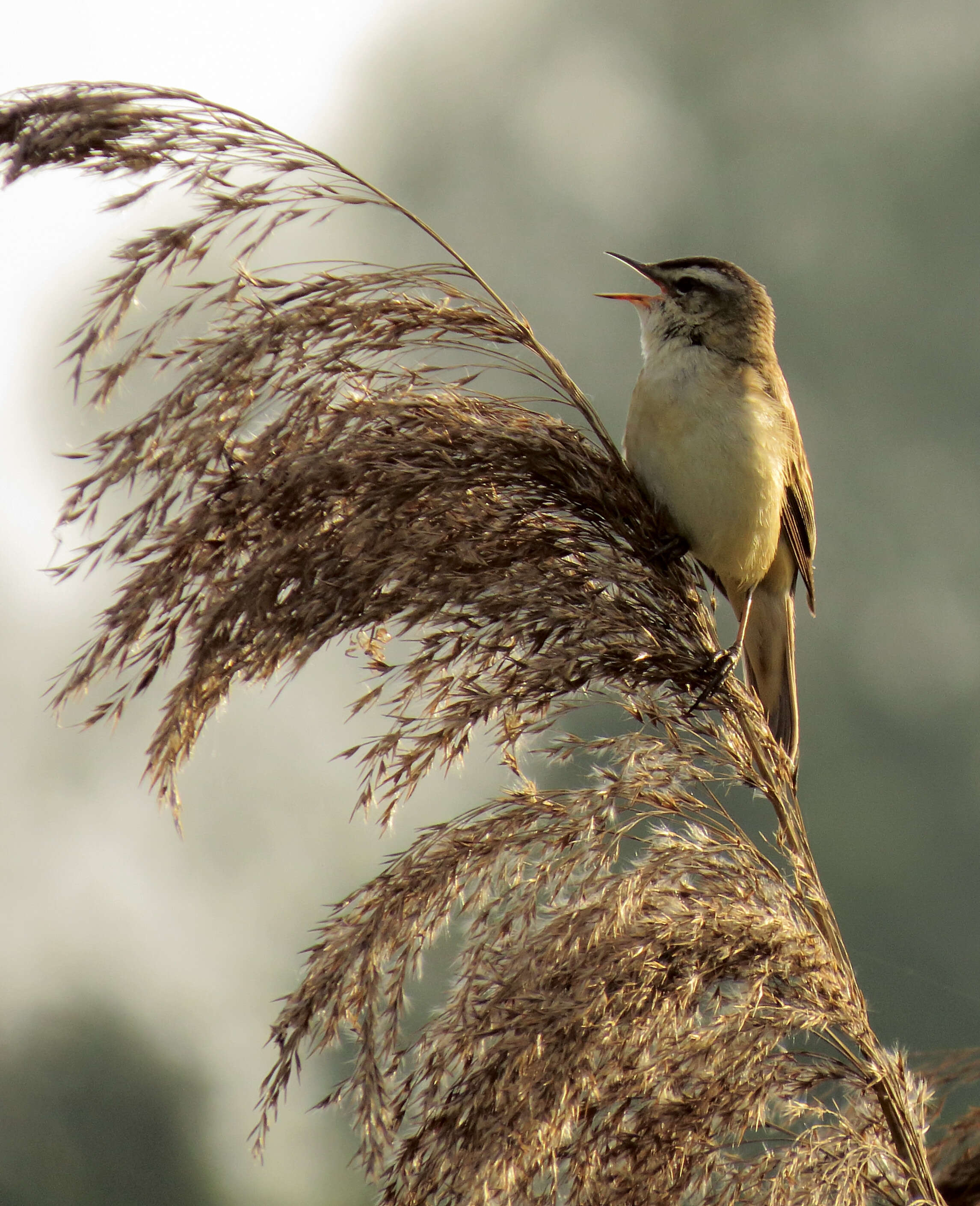 Image of Sedge Warbler