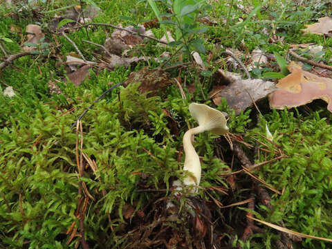 Image of Ampulloclitocybe