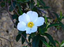 Image of Montpelier cistus