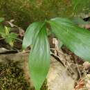 Ruscus hypophyllum L. resmi