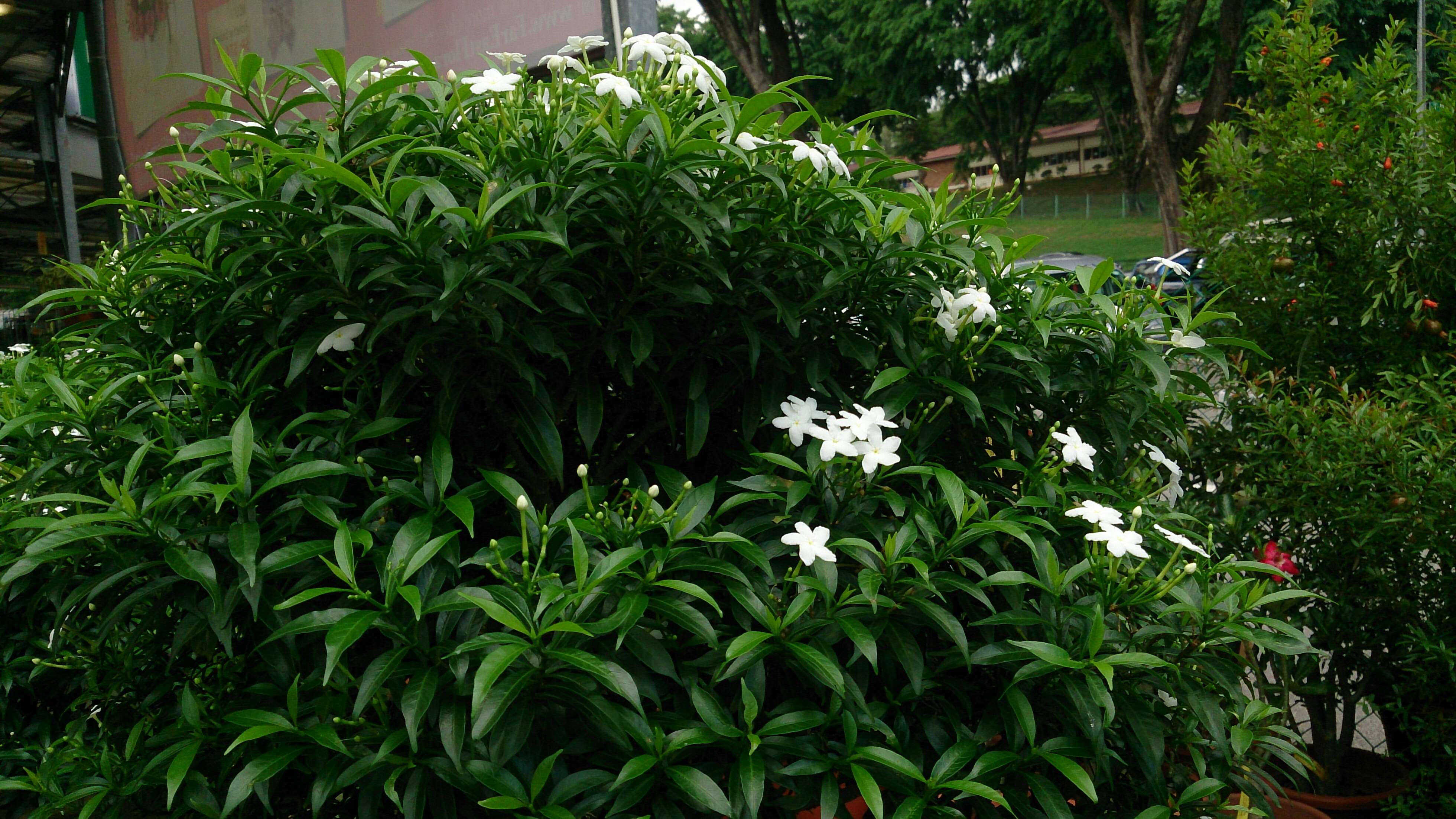 Plancia ëd Tabernaemontana divaricata (L.) R. Br. ex Roem. & Schult.