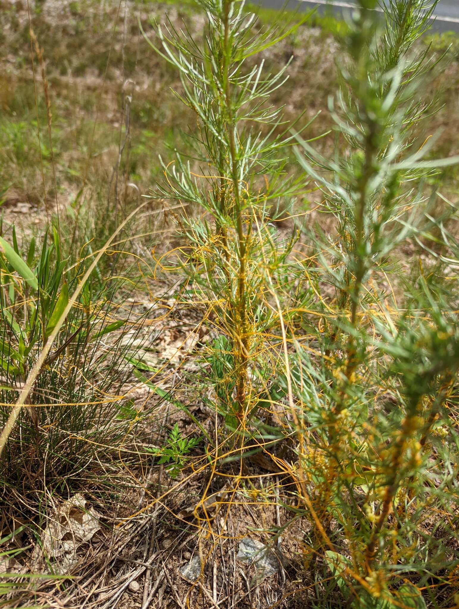 Cuscuta pentagona Engelm. resmi