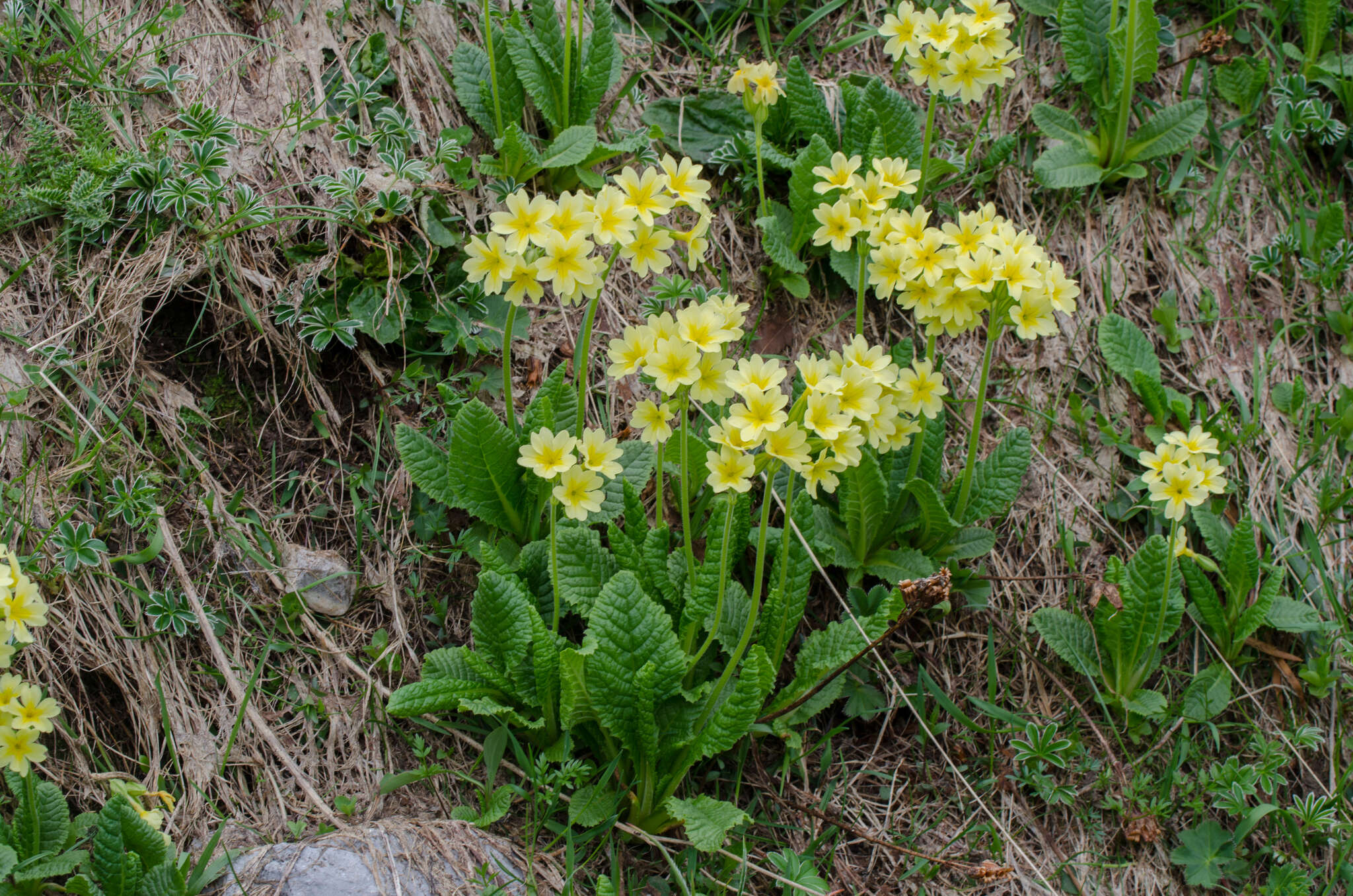 Plancia ëd Primula intricata Gren. & Godron