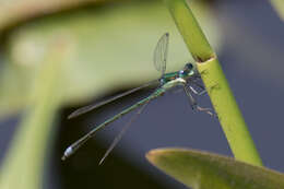 Image of Elegant Spreadwing