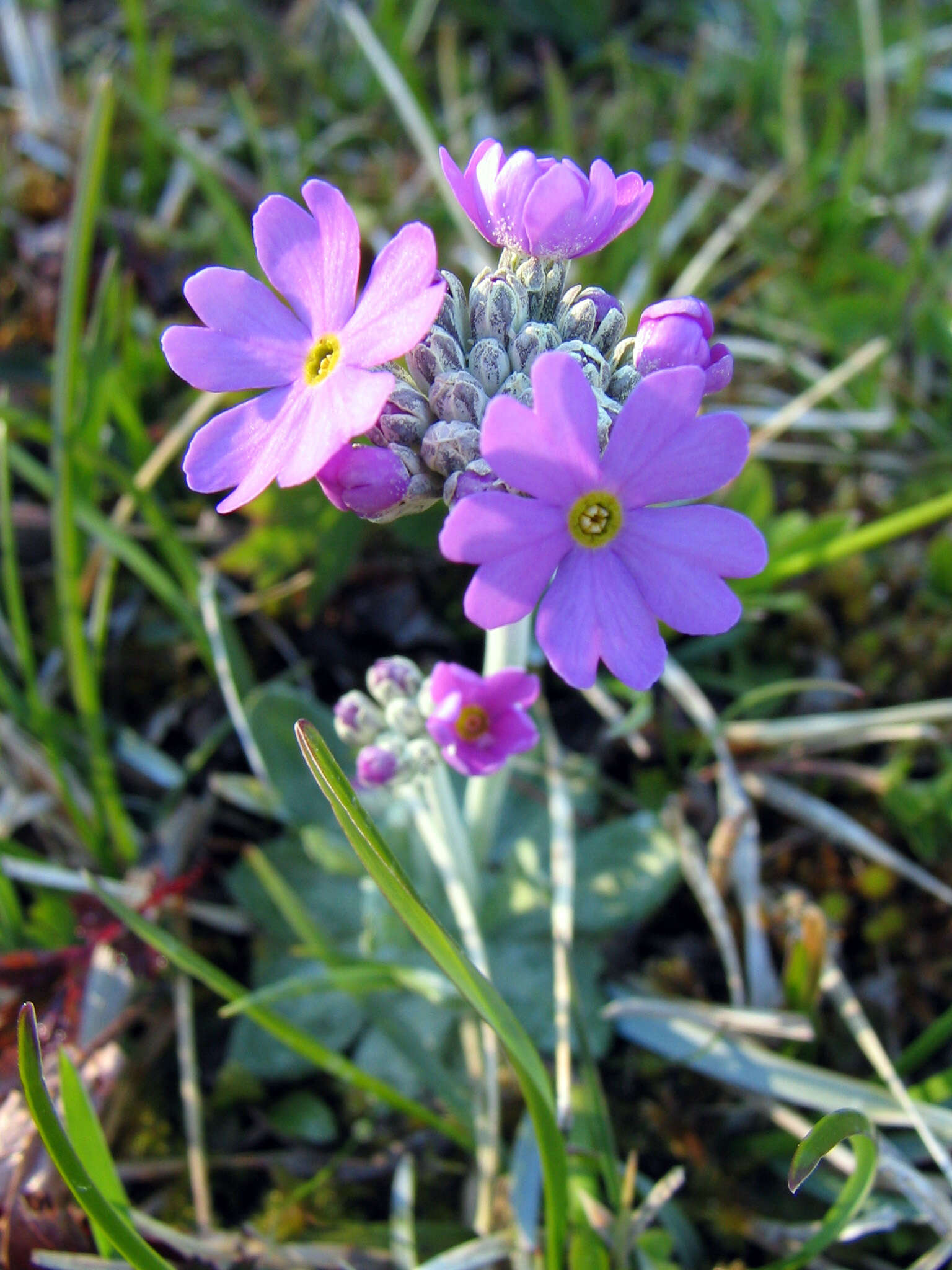 Plancia ëd Primula farinosa L.