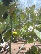 Image de Solanum marginatum L. fil.