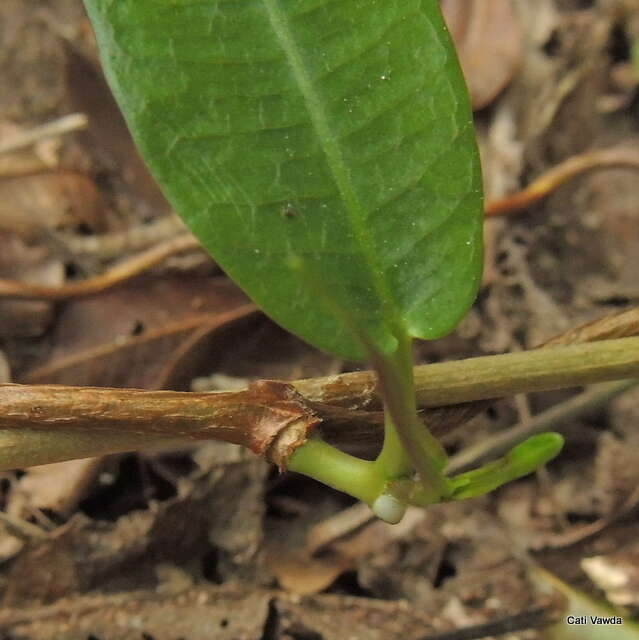 Petopentia natalensis (Schltr.) Bullock resmi