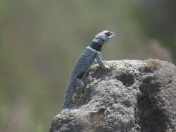 Image de Sceloporus aureolus Smith 1942