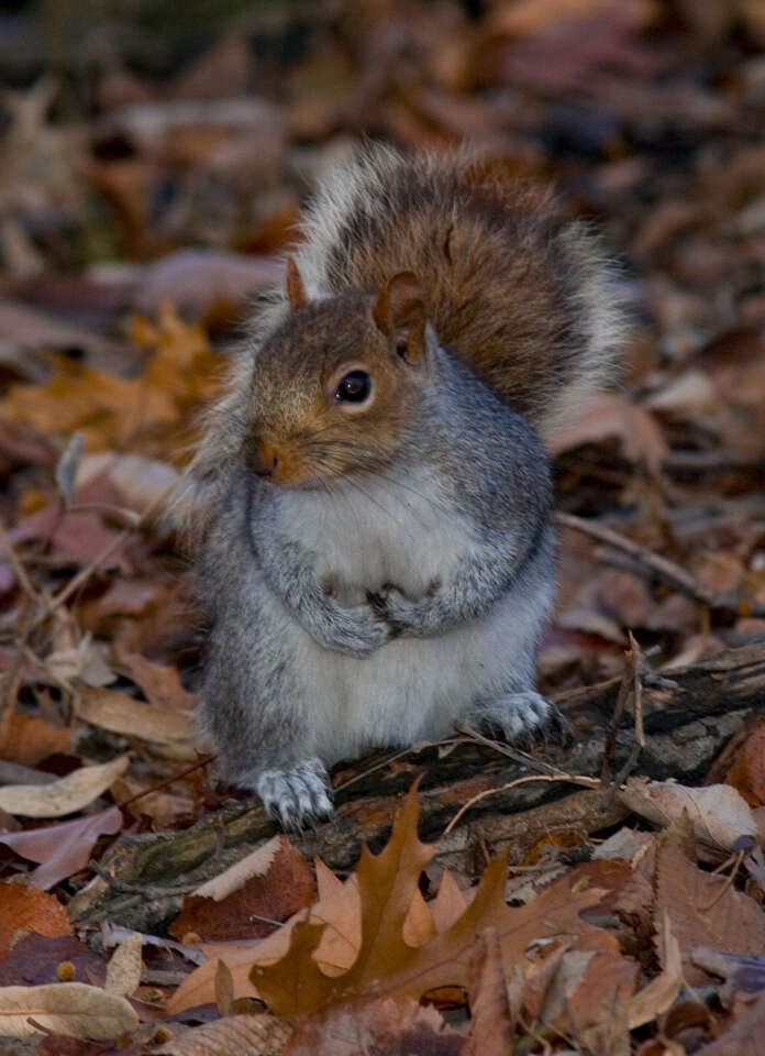 Image of Sciurus subgen. Sciurus Linnaeus 1758