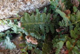 Image of Asplenium cordatum (Thunb.) Sw.