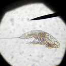 صورة Microsetella norvegica (Boeck 1865)