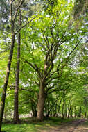 Image of Field Maple