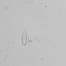 Image of Gomphonella olivacea