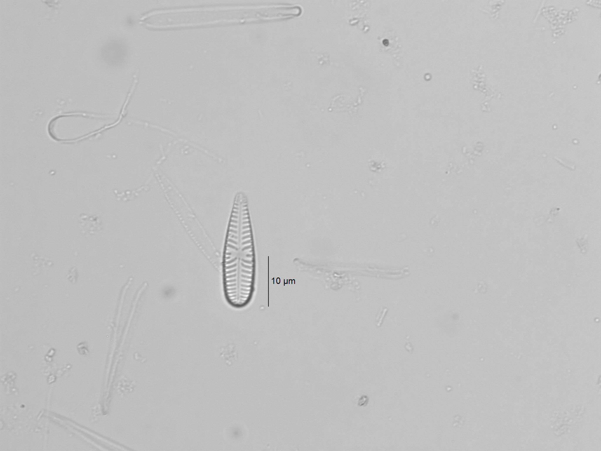 Image of Gomphonella olivacea