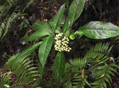 Image of Hydrangea febrifuga (Lour.) Y. De Smet & Granados