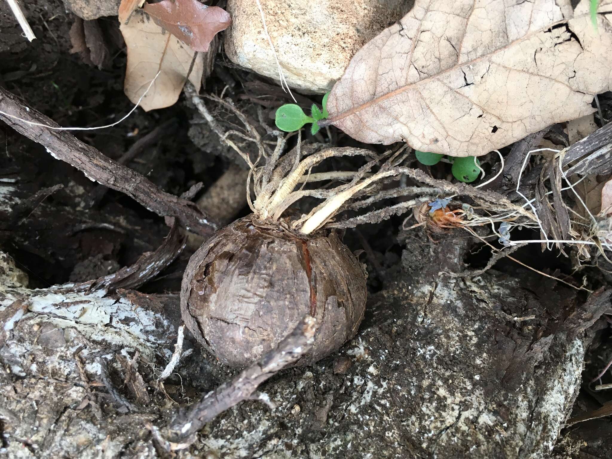 Image of garden onion