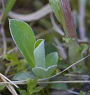 Image of field pussytoes