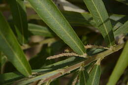 Image of Willow-Leaved Water Croton