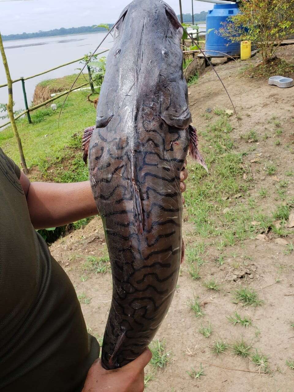 Image of Tiger catfish