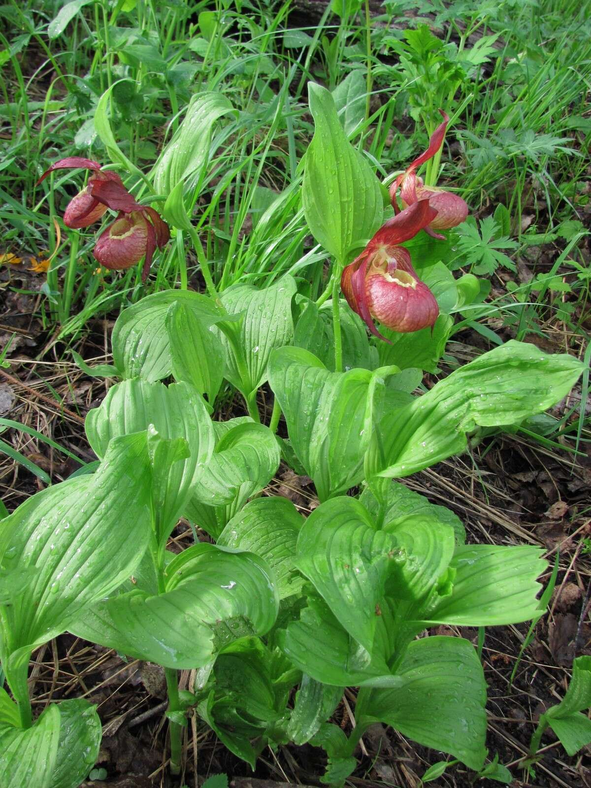 Image of Cypripedium ventricosum Sw.