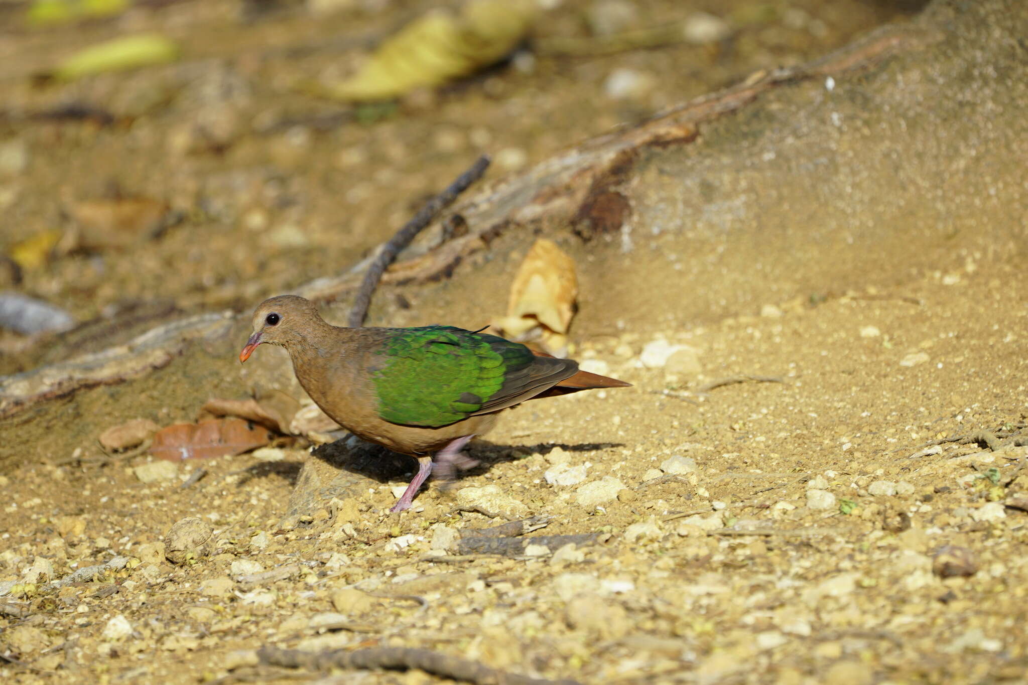 Image of Christmas Emerald Dove