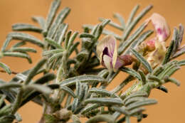 صورة Astragalus ceramicus Sheldon