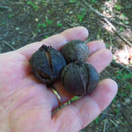 Image of Carya glabra (Mill.) Sweet