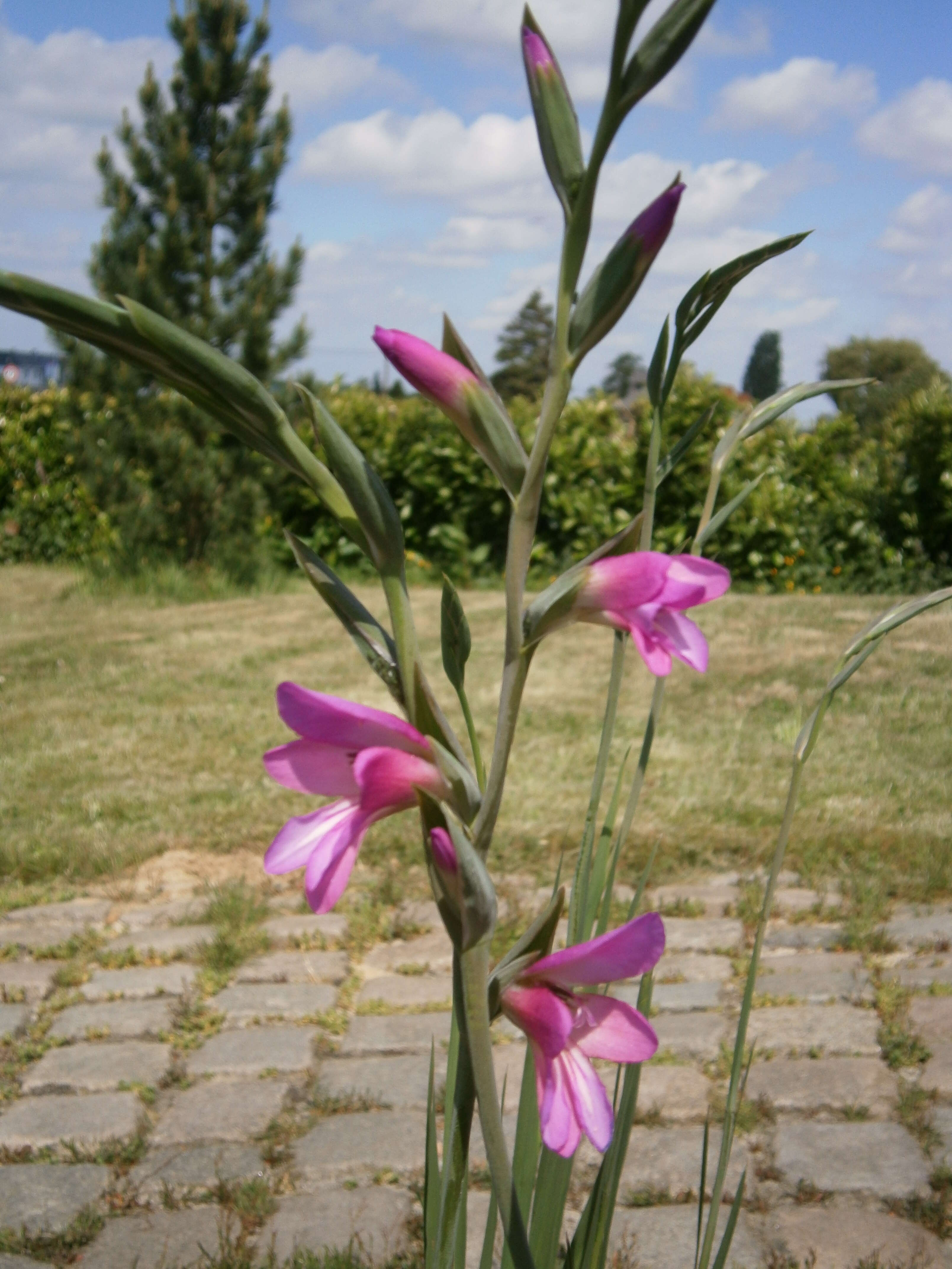 Image of Common Sword Lily