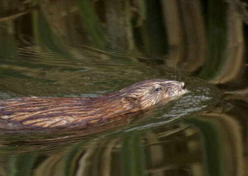 Image of muskrat