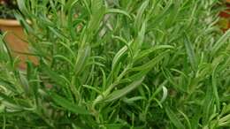 Image of Rosemary