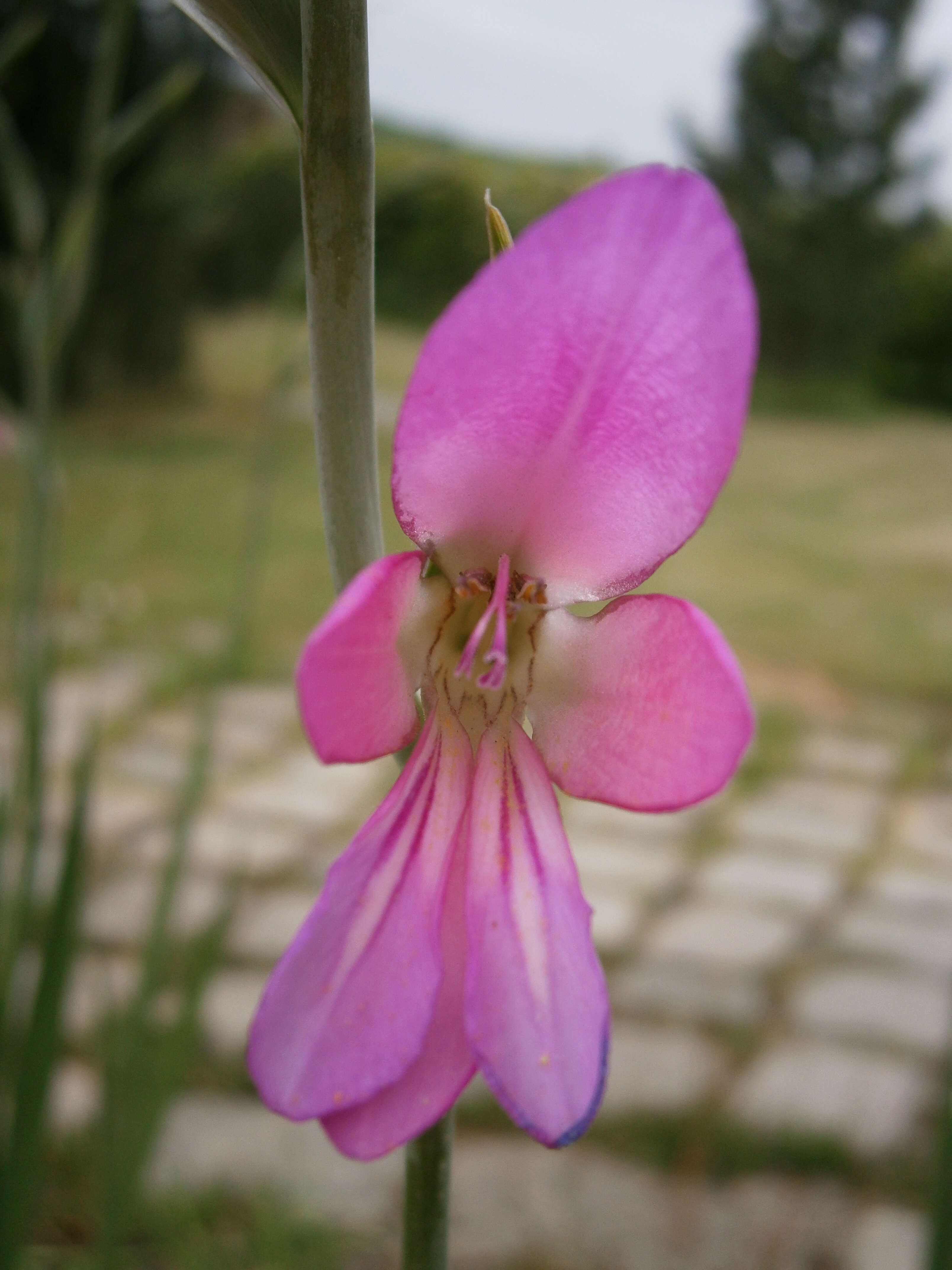 Image of Common Sword Lily