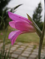 Image of Common Sword Lily