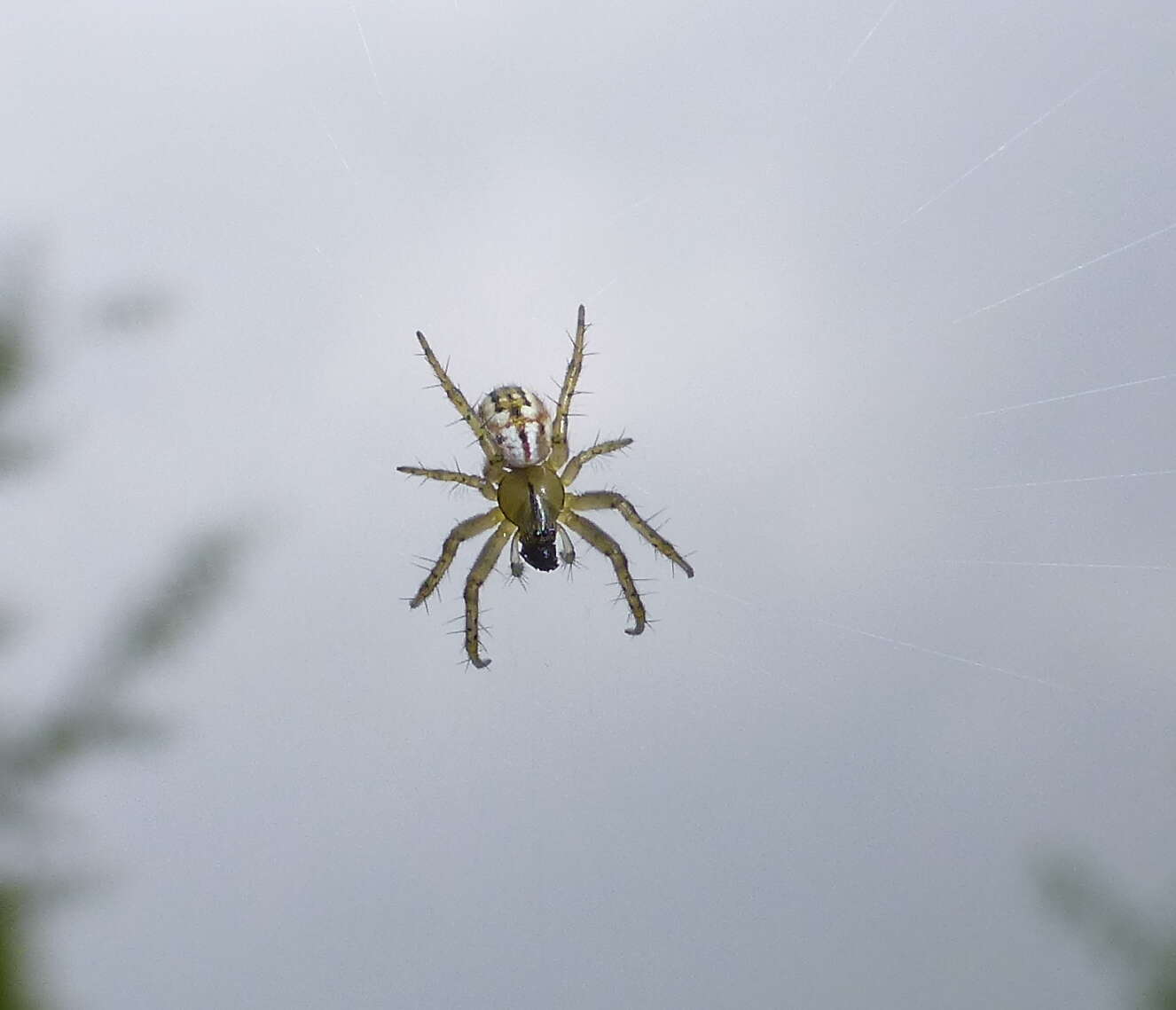 Image of Mangora acalypha (Walckenaer 1802)