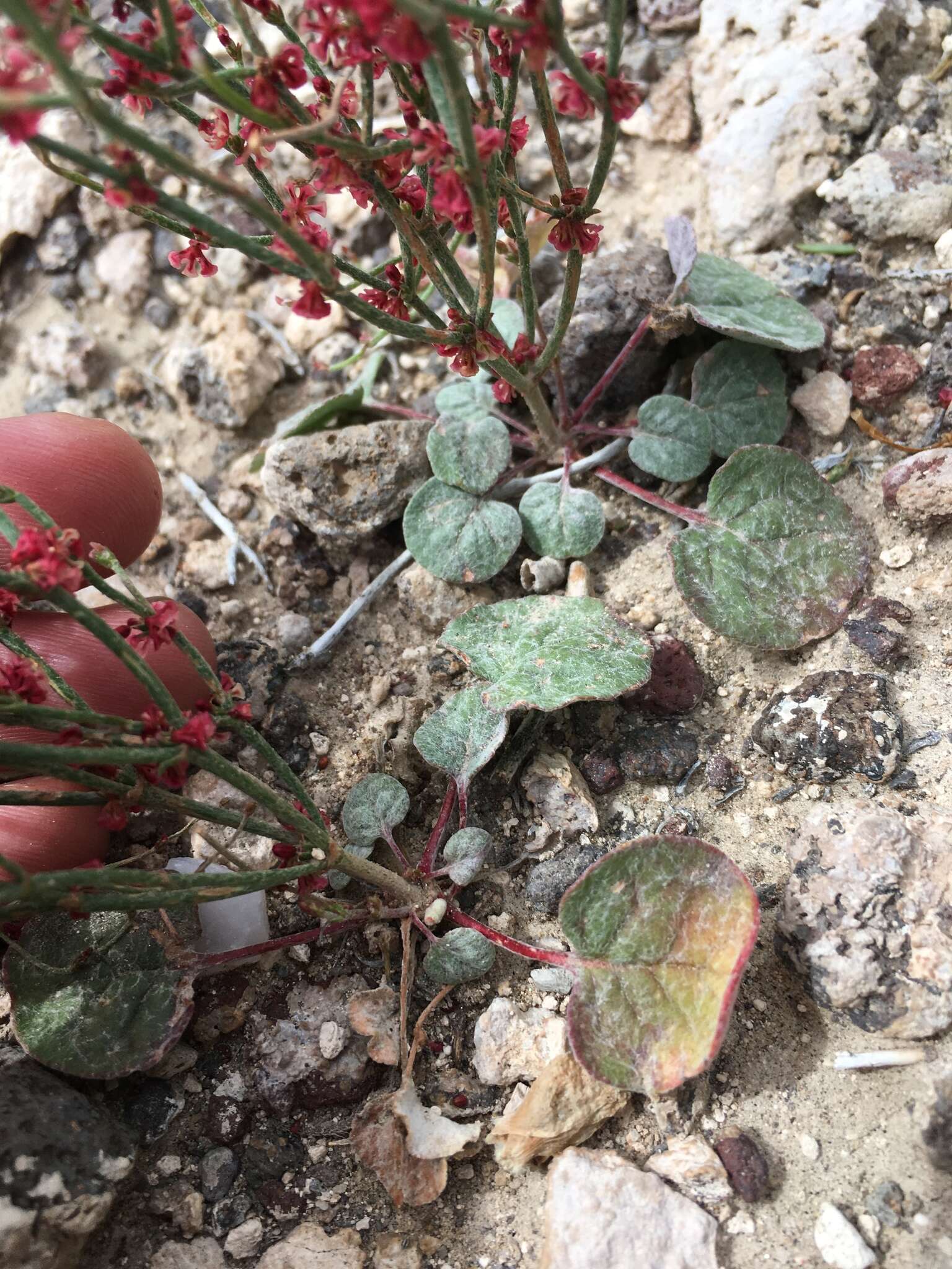 Image of birdnest buckwheat