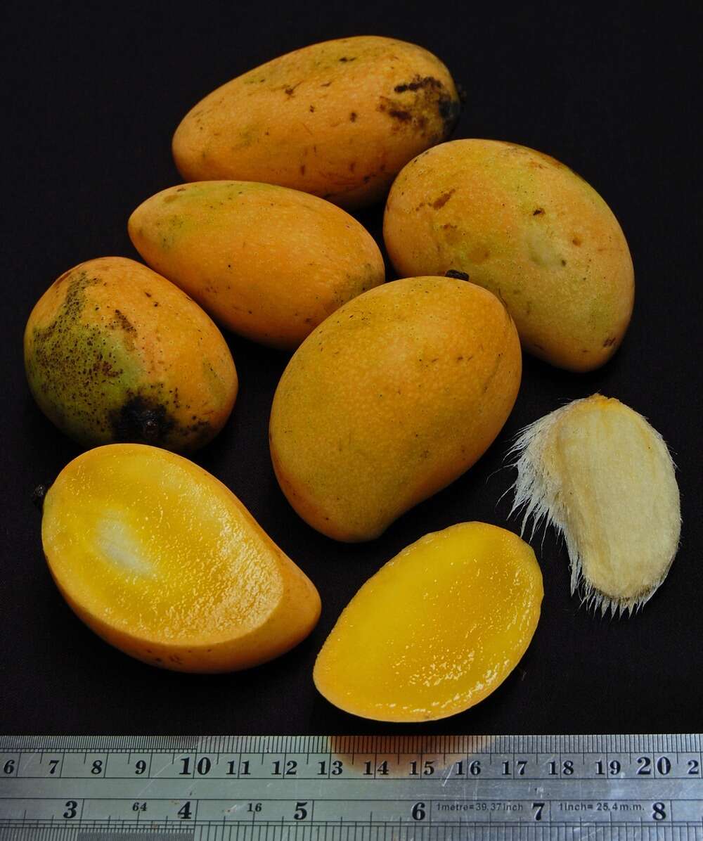 Image of Mangifera quadrifida Jack