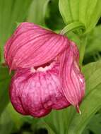 Image of Franchet's Cypripedium