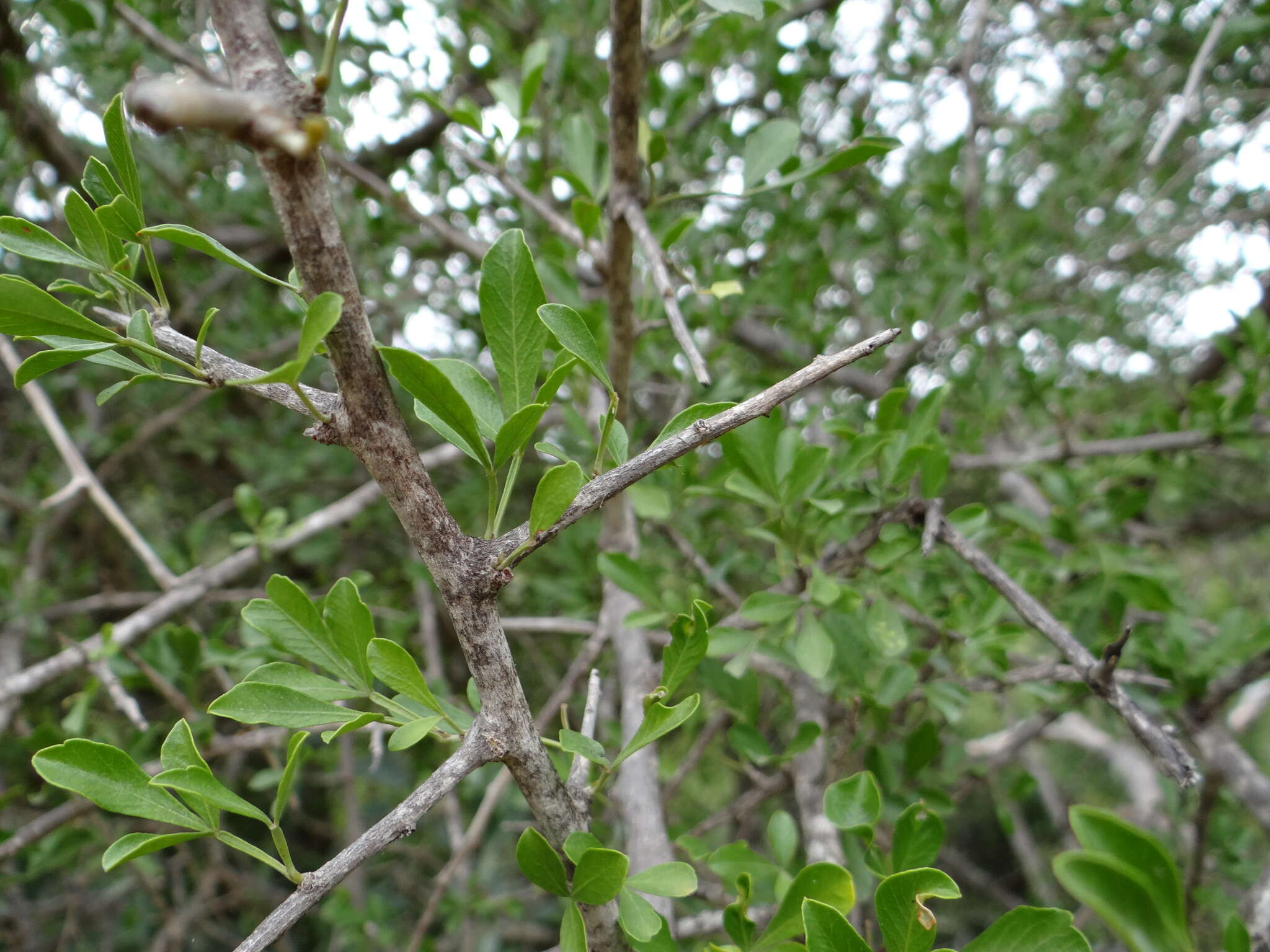 Image of Searsia longispina (Eckl. & Zeyh.) Moffett