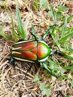 Image of Dicronorhina derbyana derbyana Westwood 1842