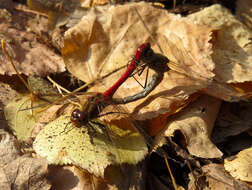 Image of Moustached Darter