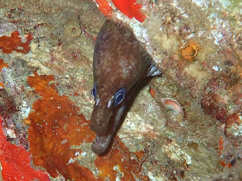 Image of Mottled Conger Moray